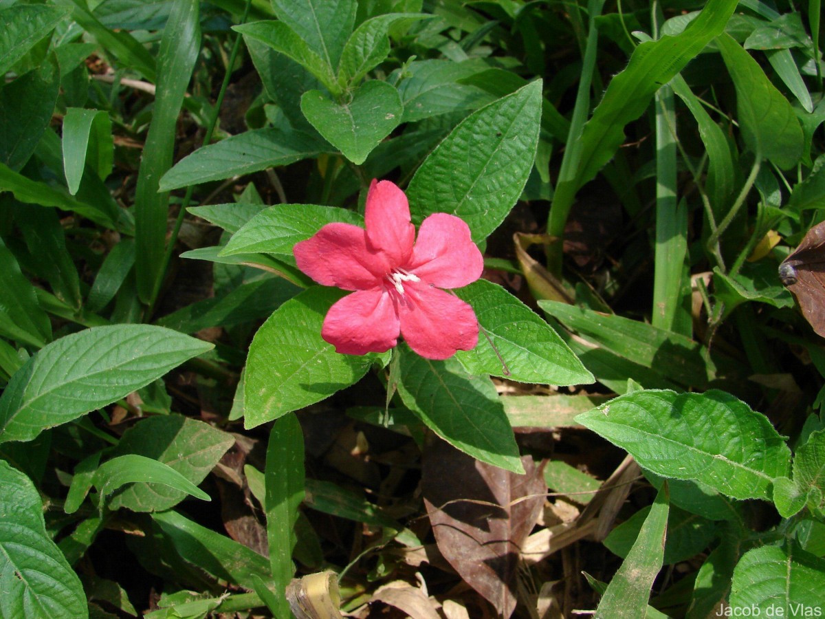 Ruellia elegans Poir.